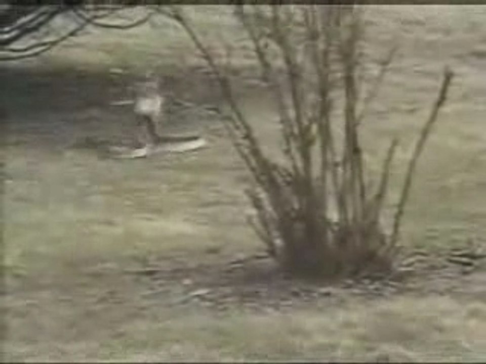 snake VS lapin