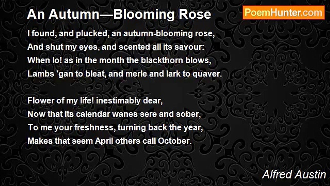 Alfred Austin - An Autumn—Blooming Rose