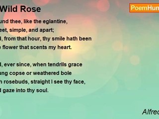 Alfred Austin - A Wild Rose