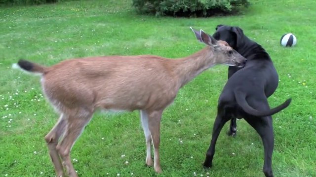 Un énorme chien s'éprend d'un jeune faon