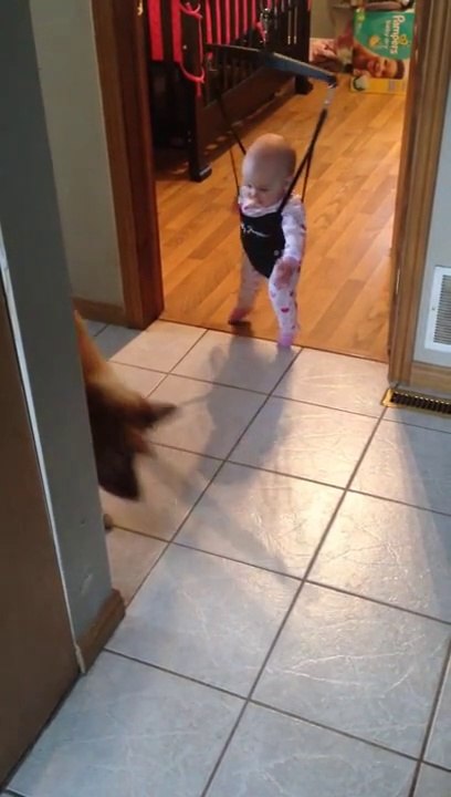 Ce chien apprend à un bébé comment sauter