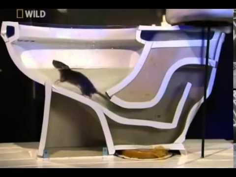Comment les rats arrivent dans vos toilettes