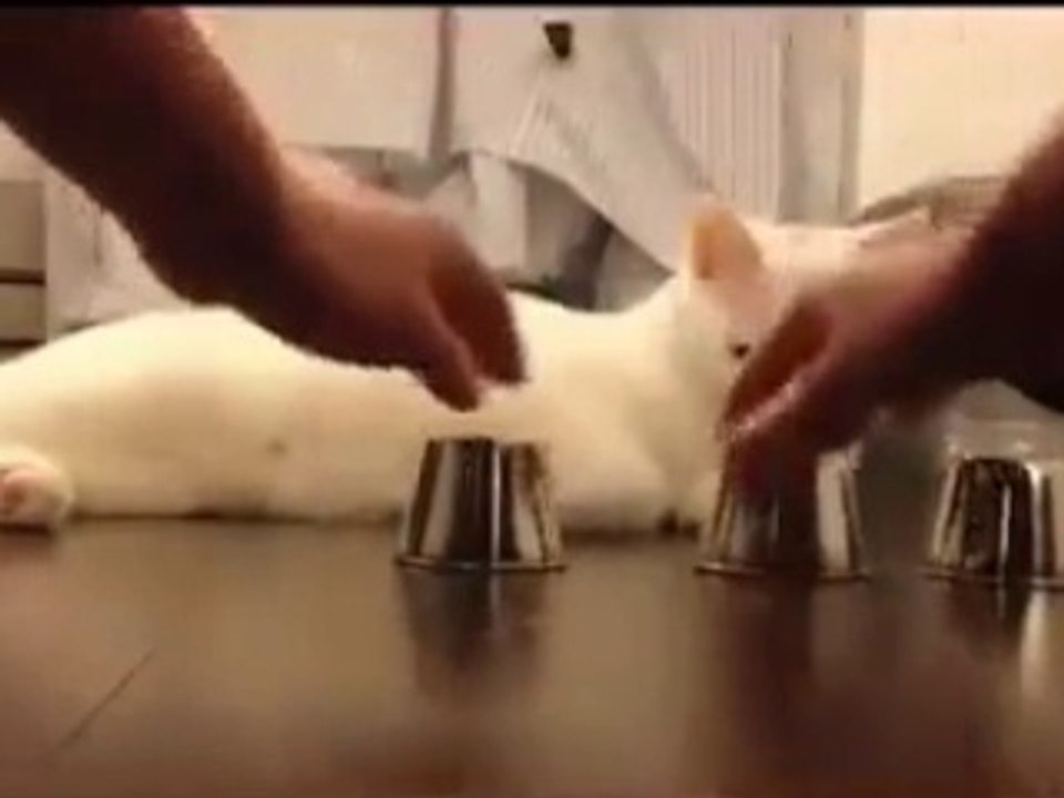 intelligent cat