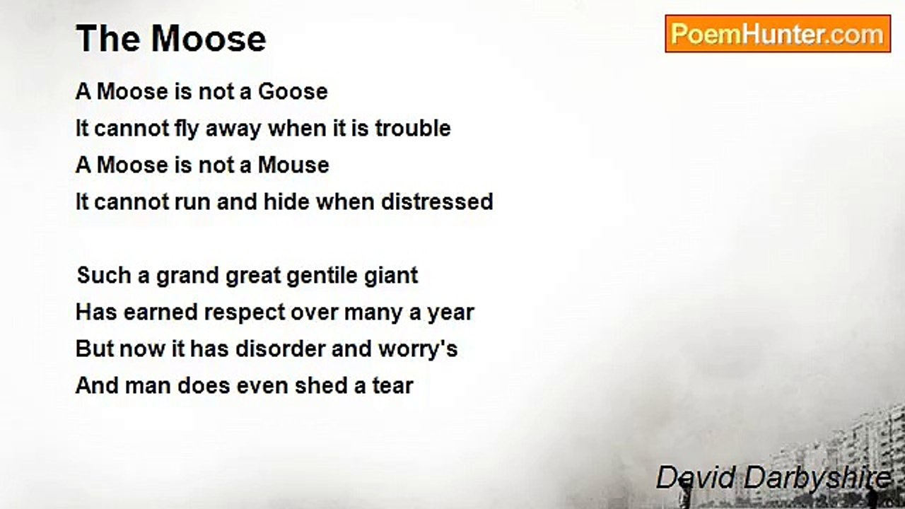 David Darbyshire - The Moose