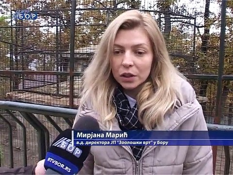 Sukob zveri u Zoo vrtu ne narušava bezbednost posetilaca, 10. novembar 2014. (RTV Bor)