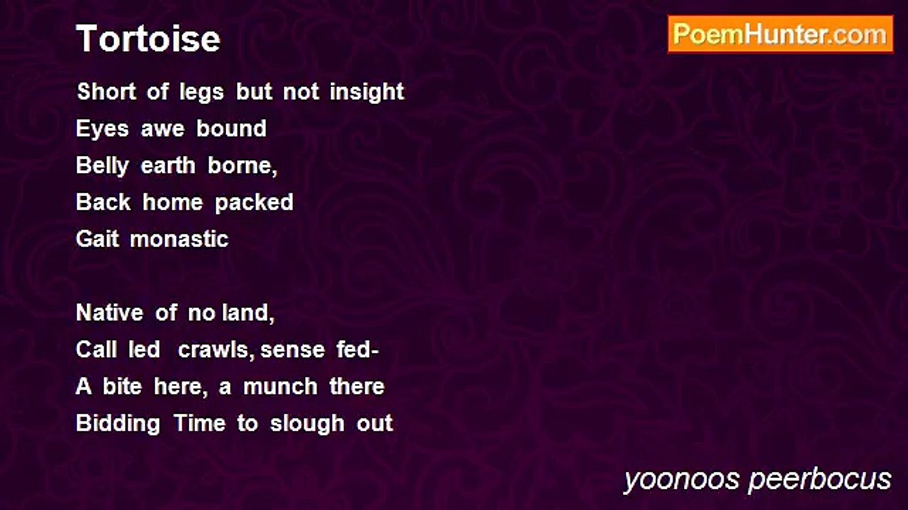 yoonoos peerbocus - Tortoise