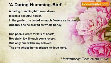 Lindemberg Pereira da Silva - 'A Daring Humming-Bird'