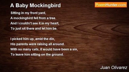 Juan Olivarez - A Baby Mockingbird