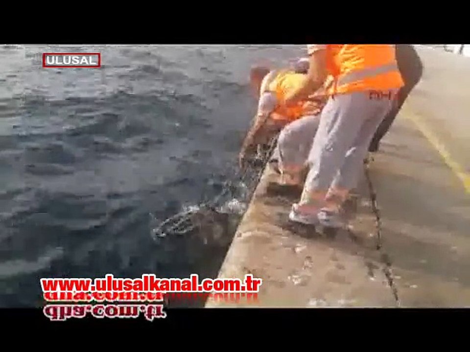 Yine İstanbul yine domuz