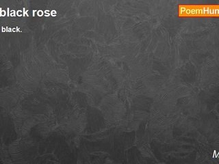 Mr. Bean - A black rose