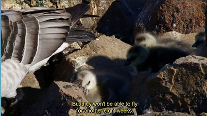 The First flight of the Barnacle Geese