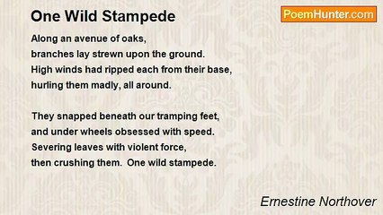 Ernestine Northover - One Wild Stampede