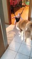 Dog tries to teach baby how to bounce