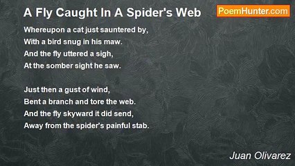 Juan Olivarez - A Fly Caught In A Spider's Web