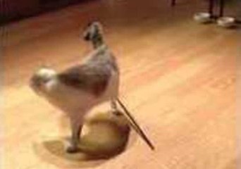 Higgins the Cat Is Caught by a Mouse