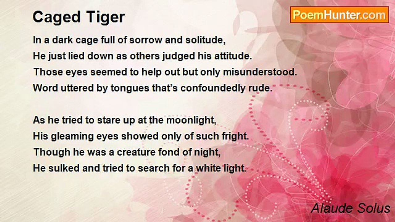 Alaude Solus - Caged Tiger