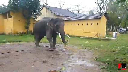 [+18 ~ Sexy Funny Girl]FAILS WORLD - Elephant attack tourist