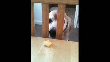 [+18 ~ Sexy Funny Girl]Persistant Dog Gets His Treat