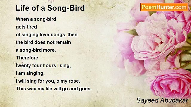 Sayeed Abubakar - Life of a Song-Bird