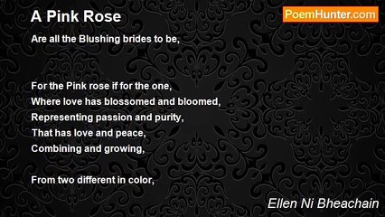 Ellen Ni Bheachain - A Pink Rose