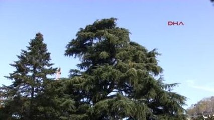 Giresun Add Atatürk?ü, 'Cumhuriyet Ağacı' Adını Verdikleri Ağacın Altında Andı