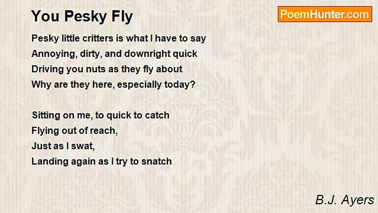 B.J. Ayers - You Pesky Fly