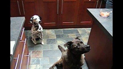 [+18 ~ Sexy Funny Girl]Decieved Dog Trick