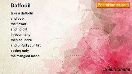 Shaun Shane - Daffodil