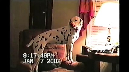 [+18 ~ Sexy Funny Girl]Dog Sings To Harmonica