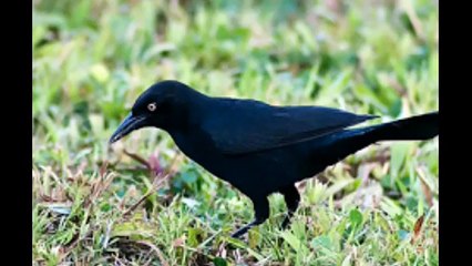 Tite_y_Los_Sure_os_-_La_P_jara_Prieta