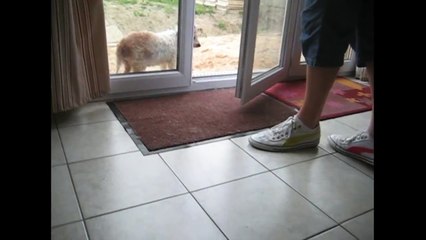 [+18 ~ Sexy Funny Girl]Polite Dogs Wipe Their Feet