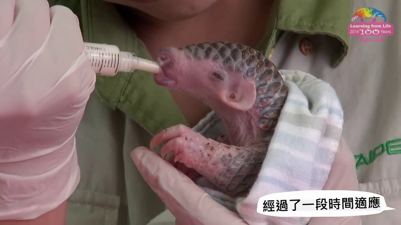 Naissance d'un bébé pangolin
