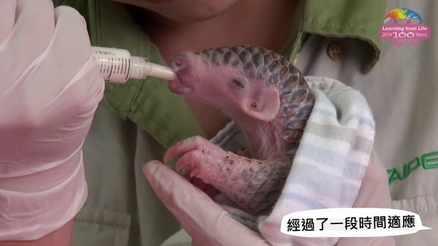 Naissance d'un bébé pangolin