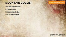 Liam ó Comáin - MOUNTAIN COLLIE