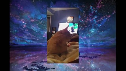 [+18 ~ Sexy Funny Girl]Funny Cats Video - Funny Cat Videos Ever- Funny Videos 2014 - Funny Animals Funny Animal Videos(1)