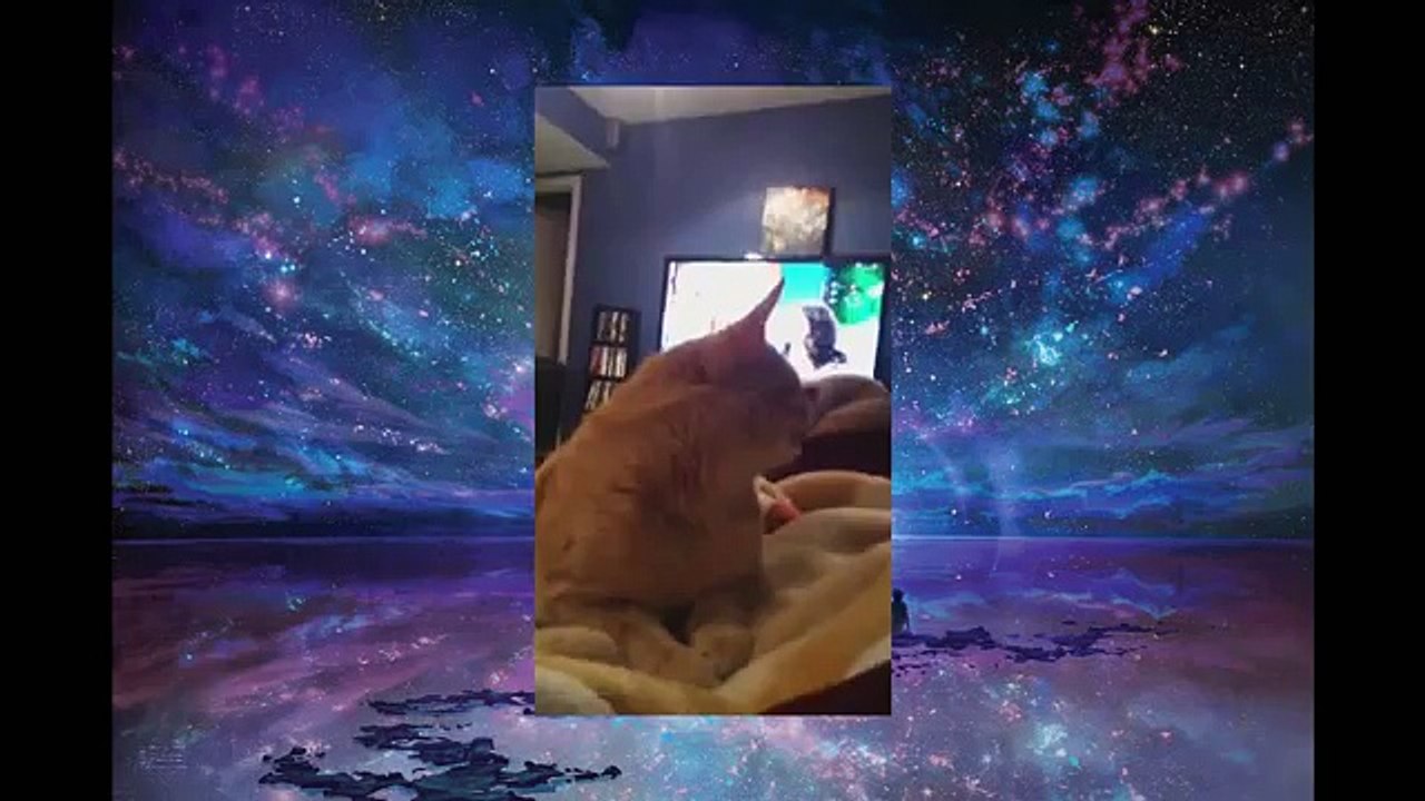 [+18 ~ Sexy Funny Girl]Funny Cats Video - Funny Cat Videos Ever- Funny Videos 2014 - Funny Animals Funny Animal Videos(1)