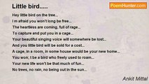Ankit Mittal - Little bird.....