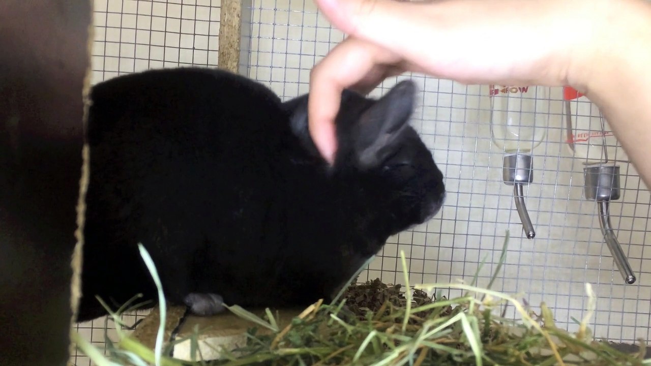Calm Chinchilla Massage!