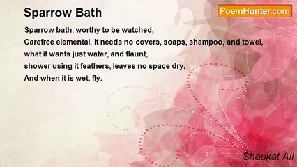 Shaukat Ali - Sparrow Bath
