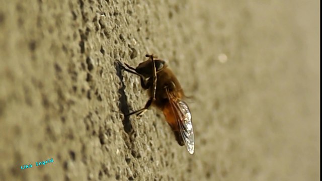 Путешествие в Мир Насекомых - Пчела