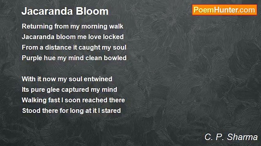C. P. Sharma - Jacaranda Bloom