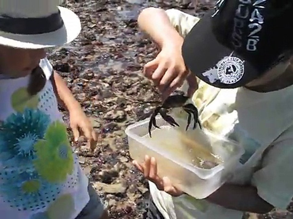 les enfants et les crabes