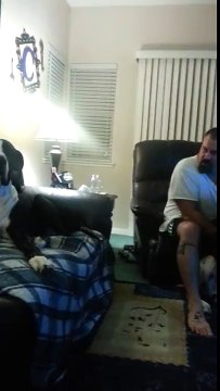 Great Dane throws a hissy fit.