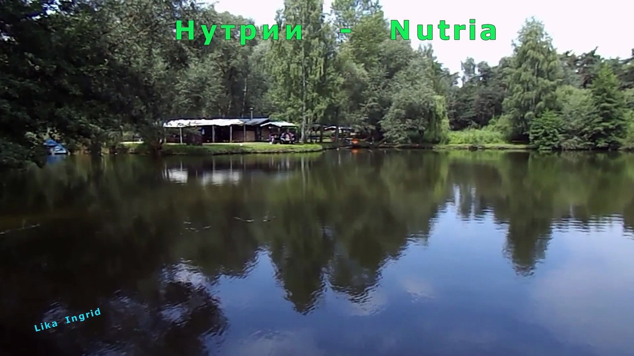 Нутрии - Nutria