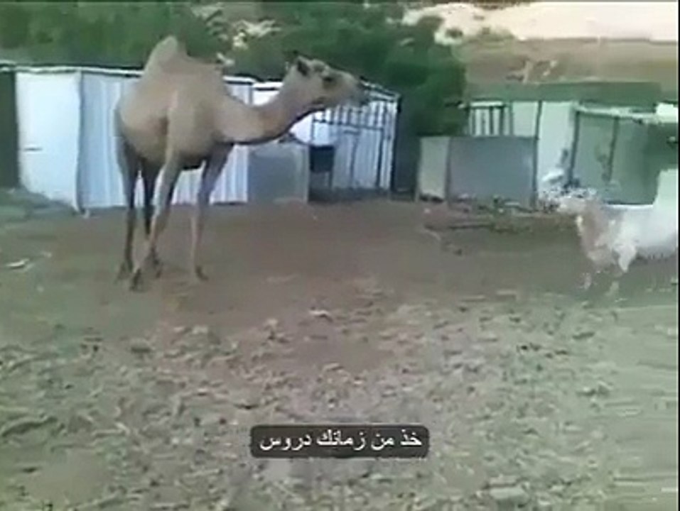 Interesting animal dancing