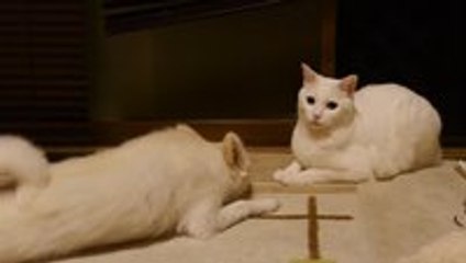Dog Silently Irritates Cat
