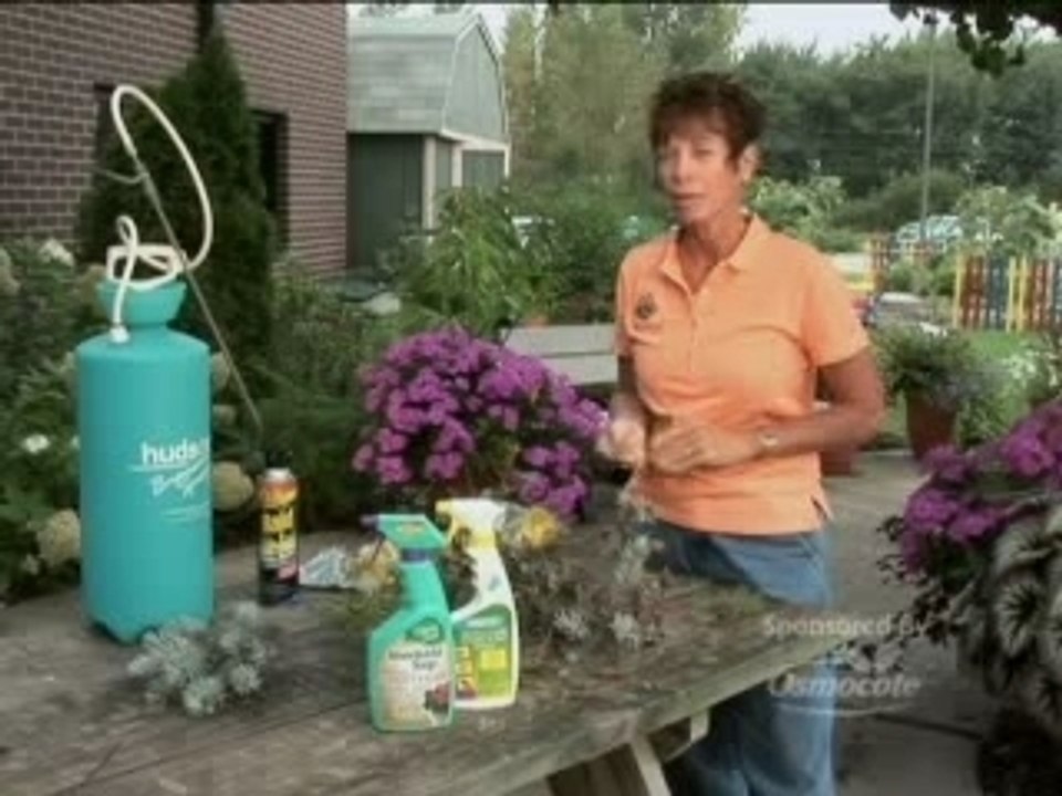 Gardening Tip 5 Insect Pests