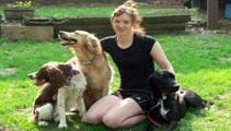 Dog In Obedience Training - The Online Dog Trainer