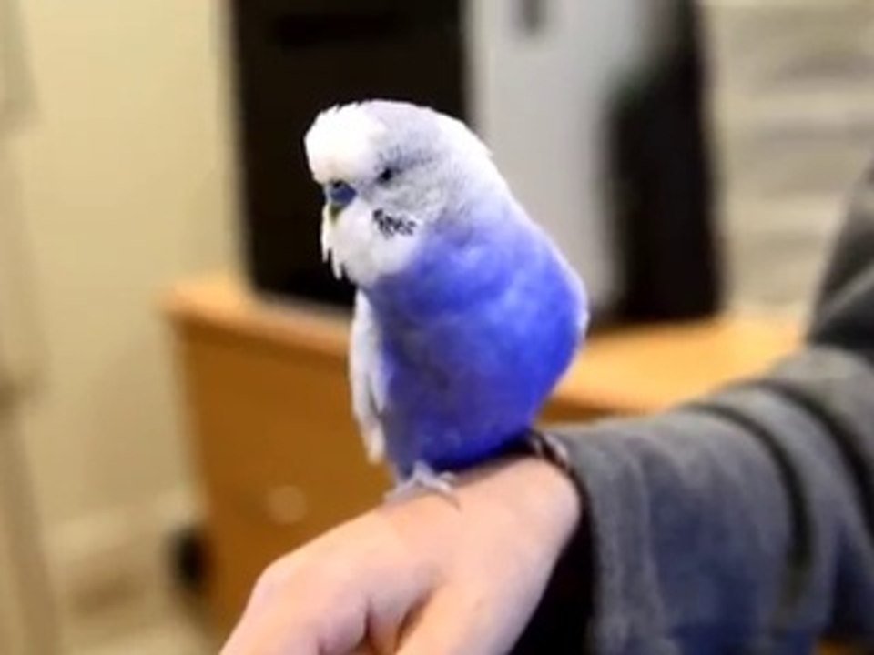 Un oiseau imite R2-D2