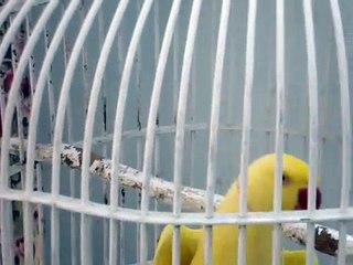 Parrot reciting Kalma